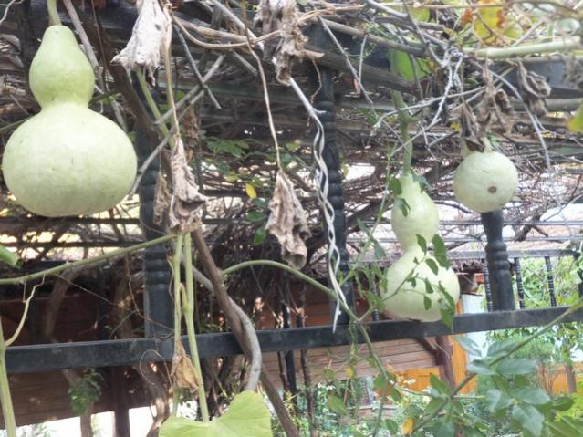 Name:  DSCF8418.jpg
Views: 369
Size:  67.3 KB
