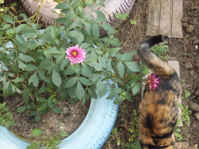 Name:  DSCF8443.jpg
Views: 621
Size:  66.0 KB