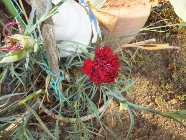 Name:  DSCF8449.jpg
Views: 397
Size:  64.3 KB