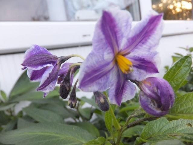 Name:  DSCF8467.jpg
Views: 383
Size:  35.3 KB