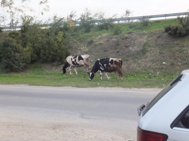 Name:  DSCF8471.jpg
Views: 371
Size:  39.7 KB
