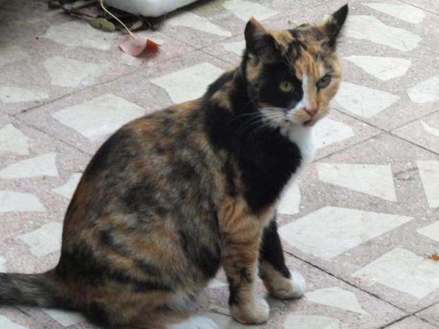 Name:  DSCF8479.jpg
Views: 375
Size:  38.7 KB