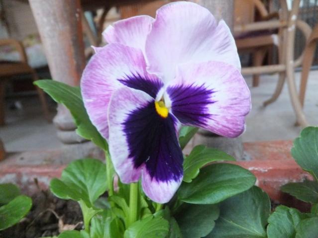Name:  DSCF8489.jpg
Views: 361
Size:  38.2 KB