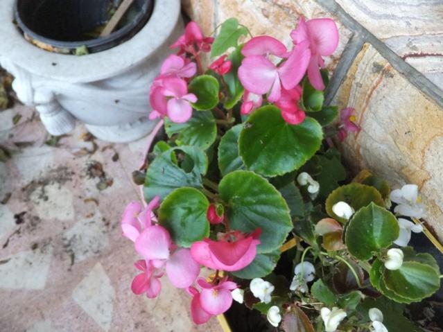 Name:  DSCF8493.jpg
Views: 379
Size:  51.2 KB