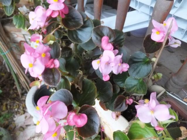 Name:  DSCF8494.jpg
Views: 366
Size:  49.7 KB