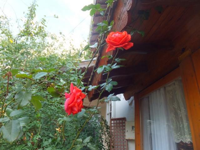 Name:  DSCF8510.jpg
Views: 346
Size:  49.8 KB