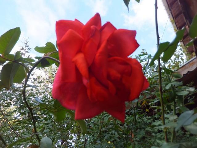 Name:  DSCF8511.jpg
Views: 356
Size:  49.8 KB
