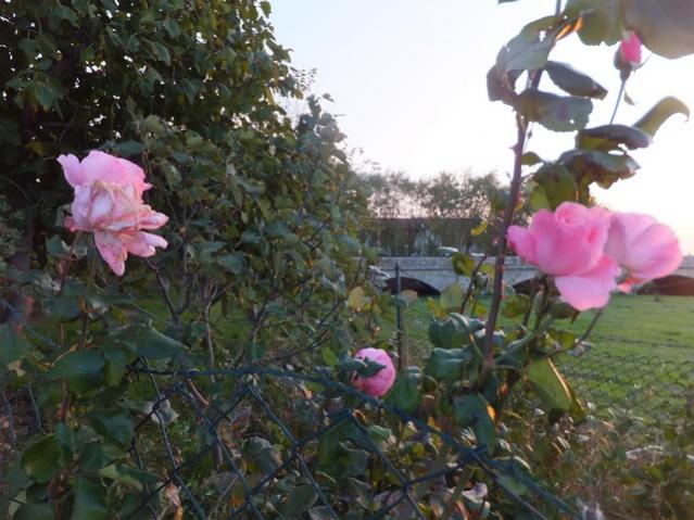 Name:  DSCF8528.jpg
Views: 354
Size:  53.3 KB