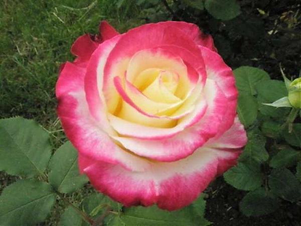 Name:  yeni resimler 007.jpg
Views: 1856
Size:  36.9 KB