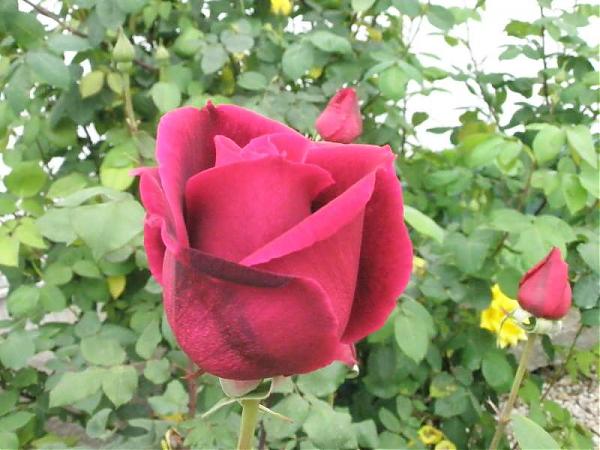 Name:  yeni resimler 008.jpg
Views: 2085
Size:  47.0 KB