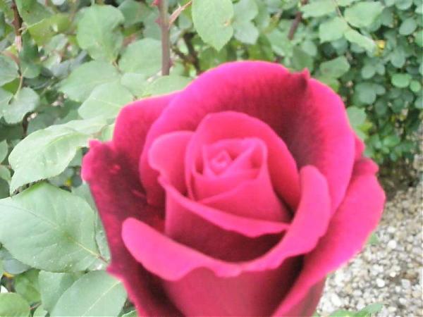 Name:  yeni resimler 009.jpg
Views: 1817
Size:  36.0 KB
