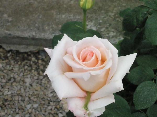 Name:  yeni resimler 010.jpg
Views: 1839
Size:  33.8 KB
