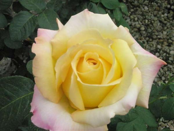 Name:  yeni resimler 011.jpg
Views: 1828
Size:  32.3 KB