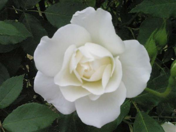 Name:  yeni resimler 015.jpg
Views: 1911
Size:  27.4 KB