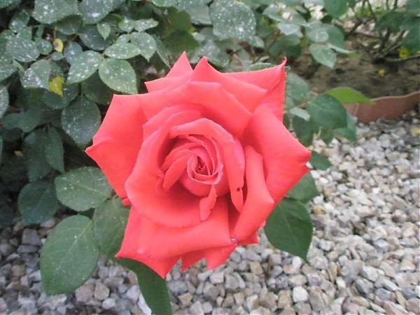 Name:  yeni resimler 020.jpg
Views: 1911
Size:  46.1 KB
