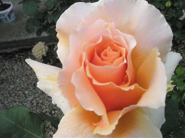 Name:  yeni resimler 021.jpg
Views: 1909
Size:  33.1 KB