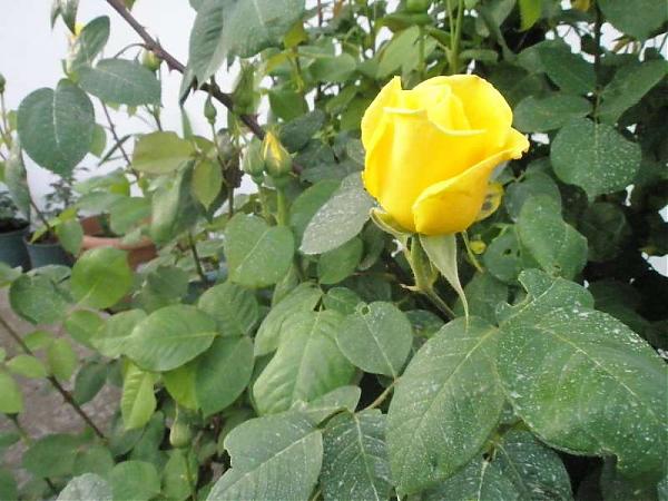 Name:  yeni resimler 022.jpg
Views: 1893
Size:  50.1 KB