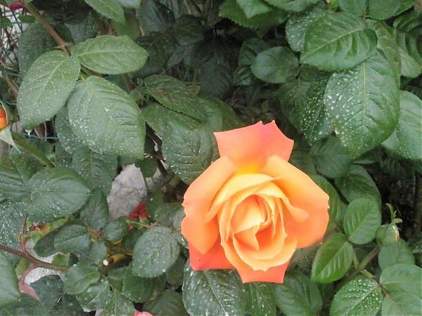 Name:  yeni resimler 016.jpg
Views: 2057
Size:  51.9 KB