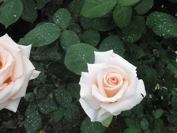 Name:  yeni resimler 024.jpg
Views: 2151
Size:  38.6 KB