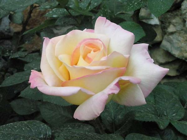 Name:  yeni resimler 032.jpg
Views: 2077
Size:  35.1 KB