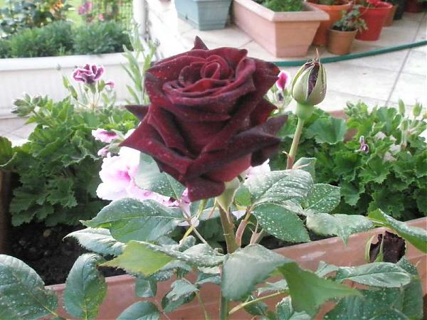 Name:  yeni resimler 026.jpg
Views: 2585
Size:  54.3 KB