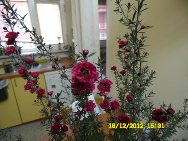 Name:  050.jpg
Views: 1256
Size:  49.1 KB