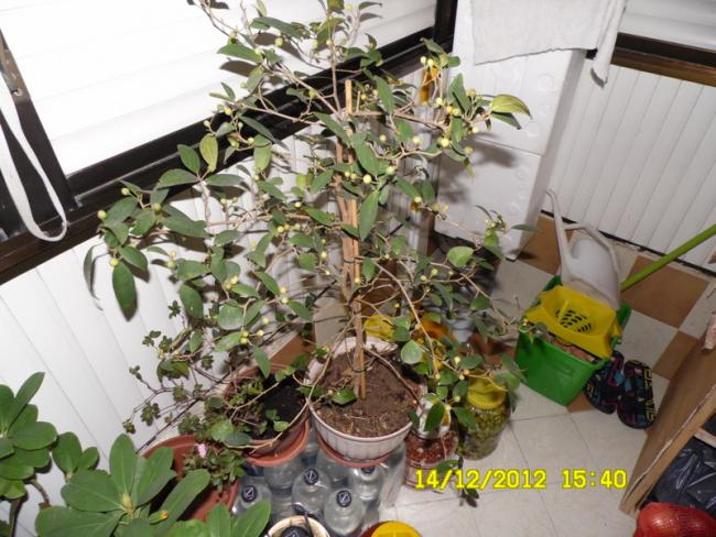 Name:  069.jpg
Views: 1409
Size:  61.7 KB
