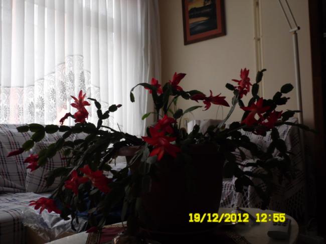 Name:  039.jpg
Views: 1157
Size:  37.9 KB