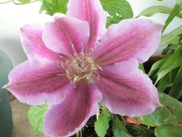 Name:  yeni resimler 025.jpg
Views: 2073
Size:  37.0 KB