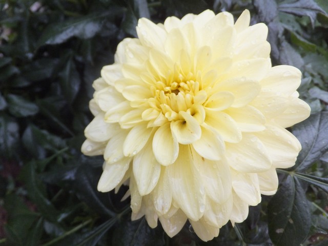 Name:  DSCF8328.jpg
Views: 274
Size:  68.0 KB