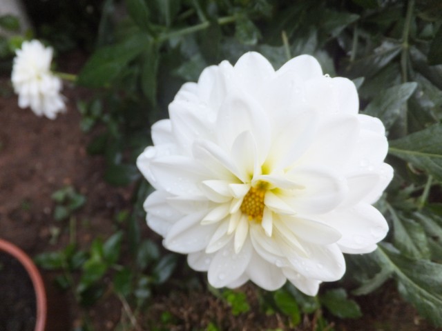 Name:  DSCF8329.jpg
Views: 268
Size:  58.8 KB