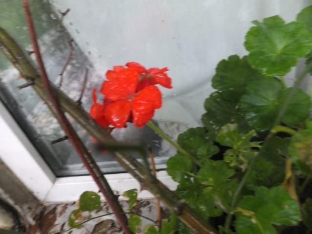 Name:  DSCF8330.jpg
Views: 342
Size:  35.0 KB