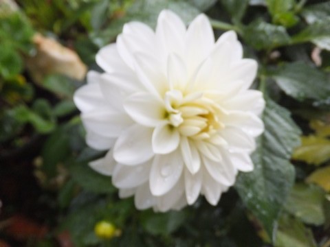 Name:  DSCF8335.jpg
Views: 308
Size:  52.9 KB