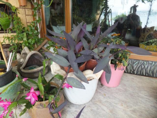 Name:  DSCF8555.jpg
Views: 875
Size:  52.9 KB