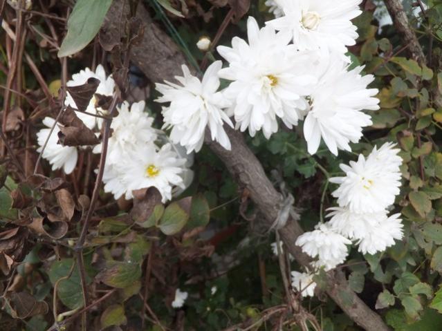 Name:  DSCF8573.jpg
Views: 428
Size:  50.7 KB