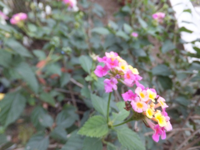 Name:  DSCF8585.jpg
Views: 476
Size:  66.5 KB