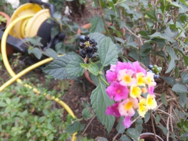Name:  DSCF8586.jpg
Views: 521
Size:  51.1 KB