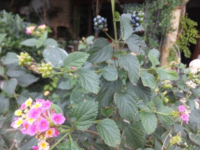 Name:  DSCF8587.jpg
Views: 476
Size:  50.4 KB