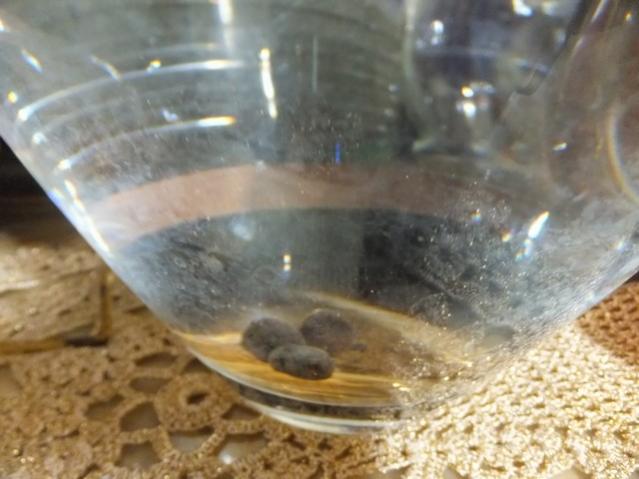 Name:  DSCF8596.jpg
Views: 463
Size:  38.4 KB
