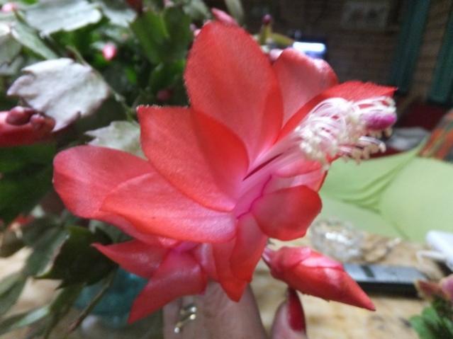 Name:  DSCF8648.jpg
Views: 455
Size:  33.8 KB