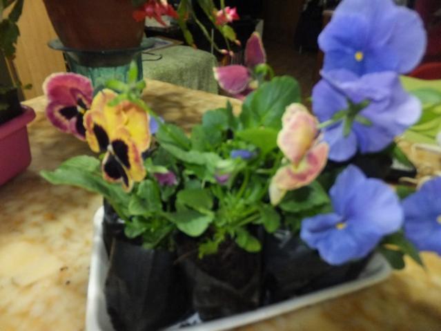 Name:  DSCF8655.jpg
Views: 458
Size:  35.1 KB
