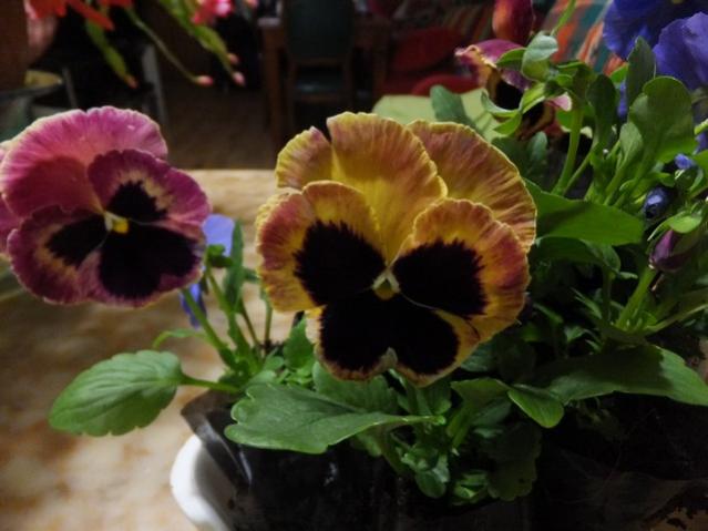 Name:  DSCF8656.jpg
Views: 445
Size:  38.6 KB