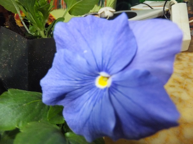 Name:  DSCF8658.jpg
Views: 425
Size:  67.4 KB