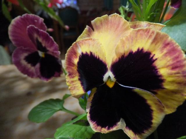Name:  DSCF8659.jpg
Views: 474
Size:  34.6 KB