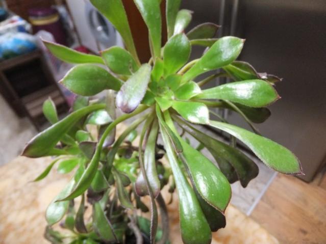 Name:  DSCF8662.jpg
Views: 446
Size:  39.3 KB