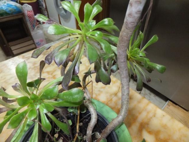 Name:  DSCF8661.jpg
Views: 475
Size:  46.9 KB