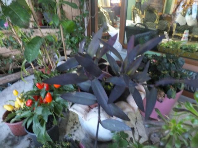 Name:  DSCF8676.jpg
Views: 457
Size:  49.1 KB