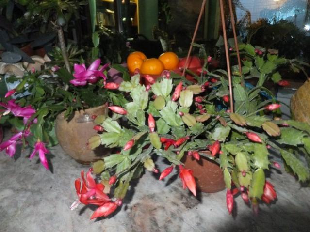 Name:  DSCF8679.jpg
Views: 458
Size:  54.7 KB