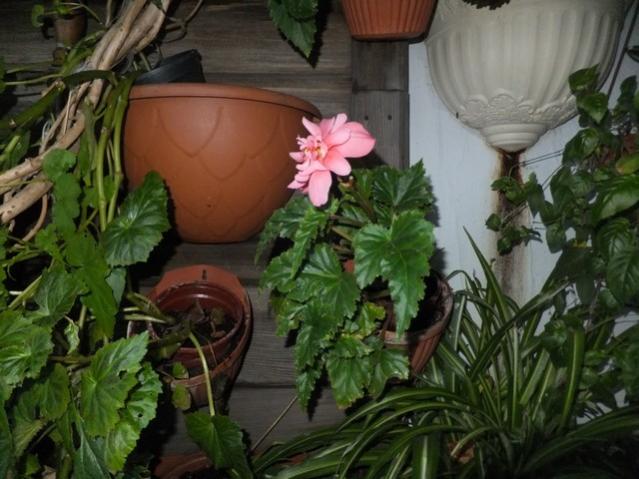 Name:  DSCF8681.jpg
Views: 930
Size:  49.7 KB