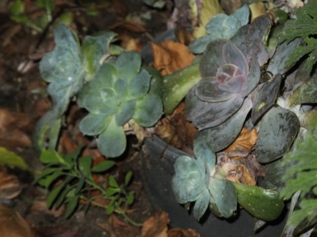 Name:  DSCF8683.jpg
Views: 496
Size:  40.9 KB
